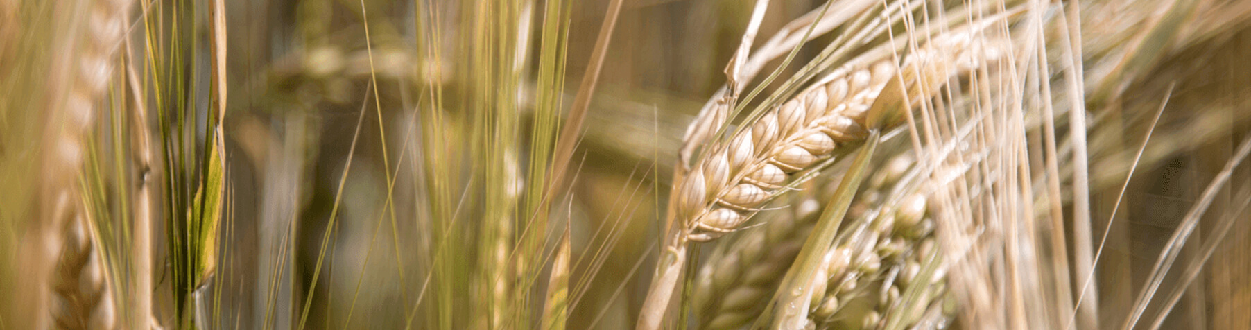 Nuestra inspiración